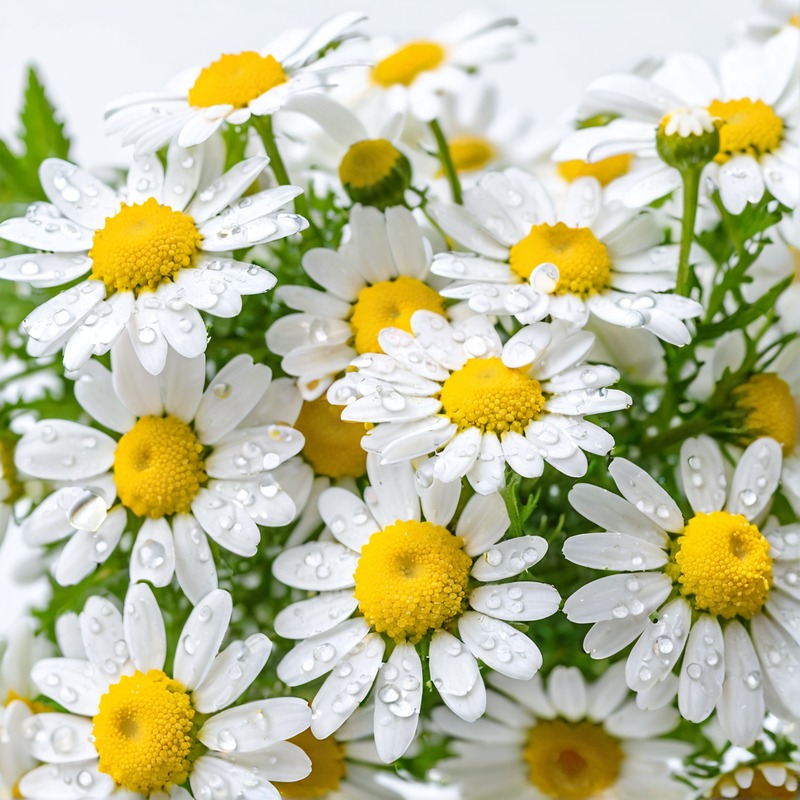 Chamomile