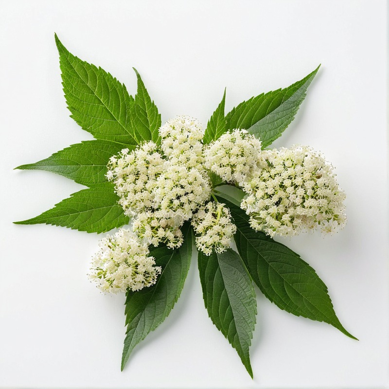 elderberry
