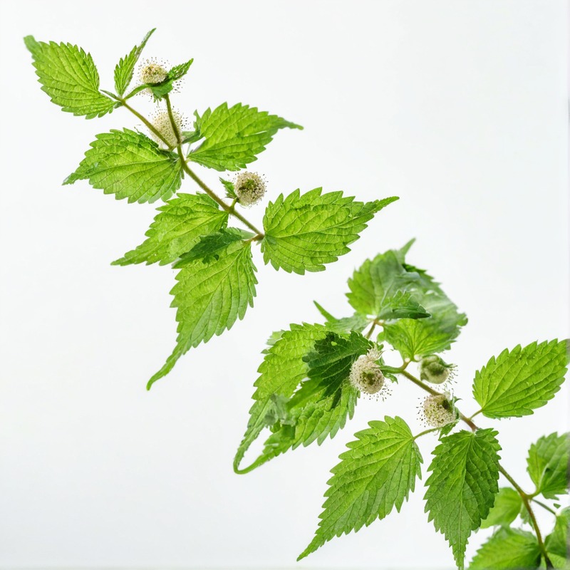 nettle