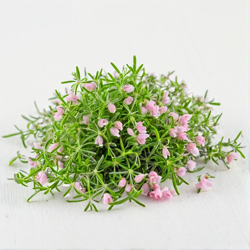 thyme
