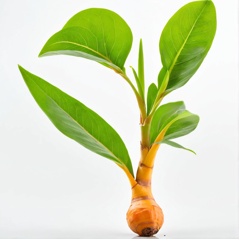 turmeric